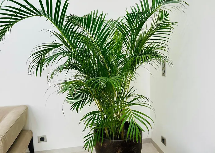 Διαμέρισμα Le Palais Aubernon *